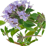 Gewöhnliches Johanniskraut